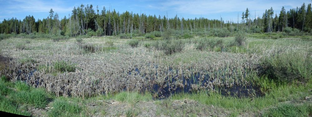 GDMBR: Active Wetland with plenty of duck and frog noises.